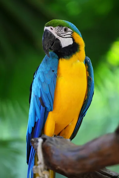 Macaw parrots in nature — Stock Photo, Image