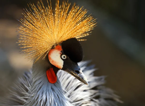 Retrato de um belo pássaro guindaste coroado retroiluminado pelo sol — Fotografia de Stock