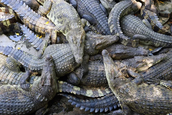 จระเข้จํานวนมากพักผ่อนในประเทศไทย — ภาพถ่ายสต็อก