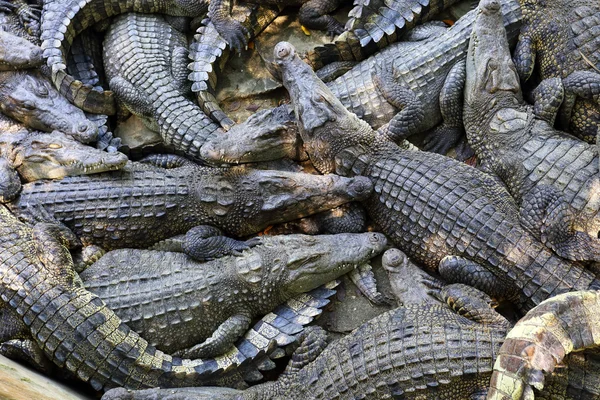 Vele krokodillen ontspannen in thailand — Stockfoto