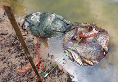 Balık tilapia örgü çanta