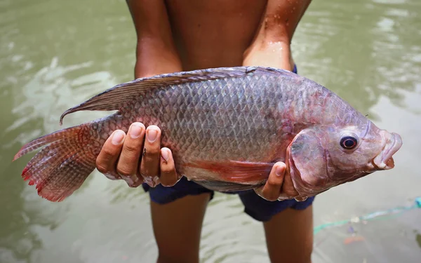 Stora tilapia i händer — Stockfoto