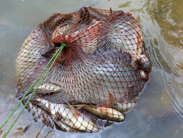 Tilapia vis in mesh tas — Stockfoto