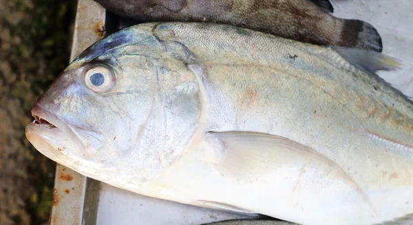 Färsk fisk skaldjur i marknaden — Stockfoto