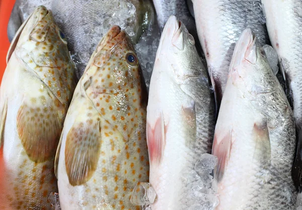 Färsk fisk skaldjur i marknaden — Stockfoto