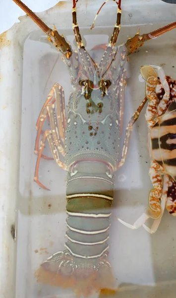 Homards au marché — Photo