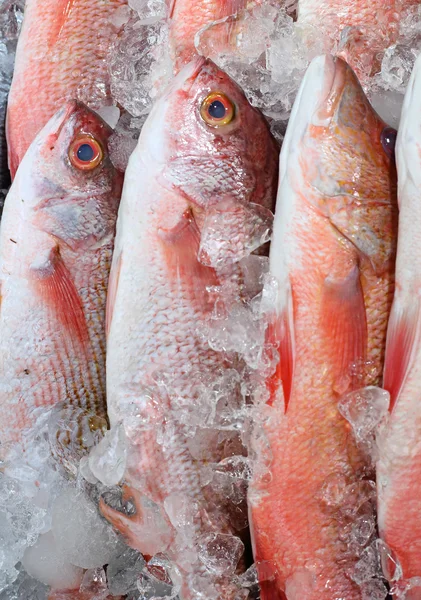 시장에 신선한 생선 해산물 — 스톡 사진