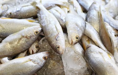 taze balık deniz ürünleri pazarında