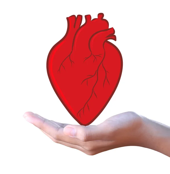 Červené srdce v ruce — Stock fotografie