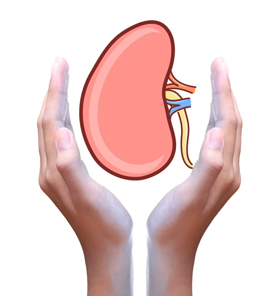 Kidney in hand — Stock Photo, Image