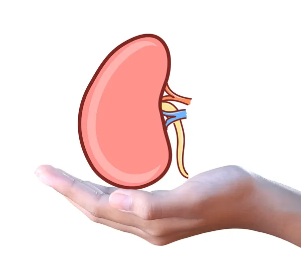 Kidney in hand — Stock Photo, Image