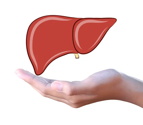 Fígado na mão — Fotografia de Stock