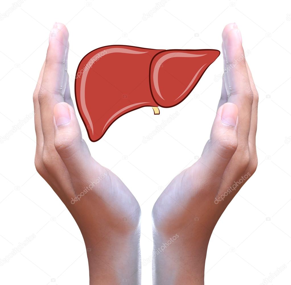 liver in hand