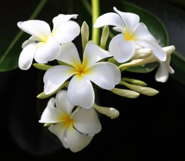 Tropikal çiçek dalları frangipani (plumeria)