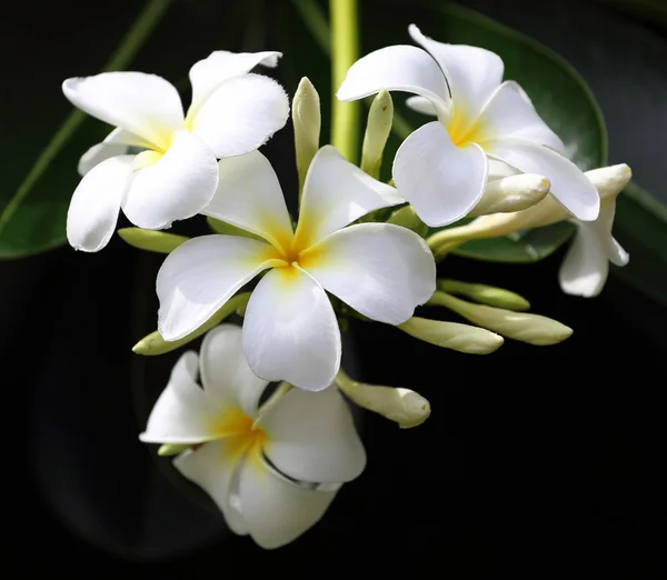 Oddział tropikalnych kwiatów frangipani (plumeria) — Zdjęcie stockowe