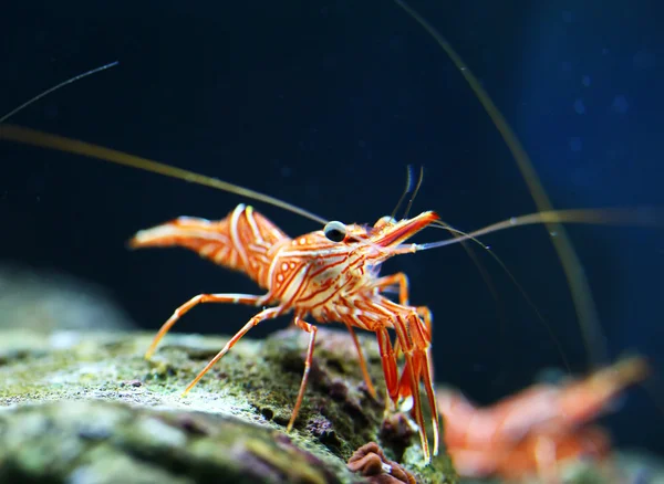 Gamberetti dal becco a cerniera — Foto Stock