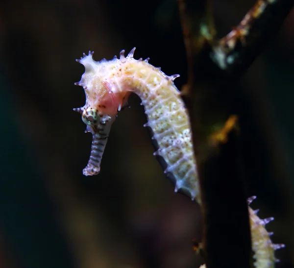 Cavalo-marinho (Hippocampus ) — Fotografia de Stock