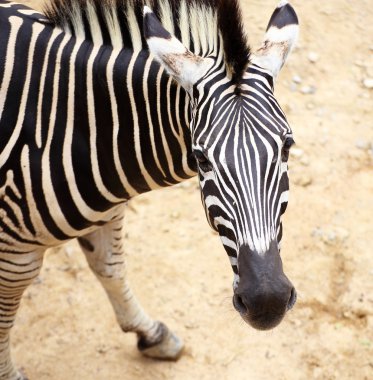 Zebra portre