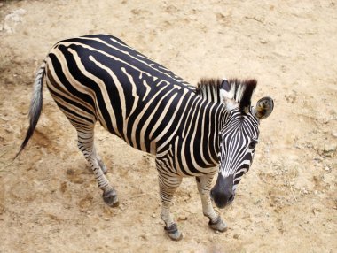 Zebra portre