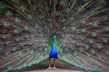 Tüylü güzel tavus kuşunun portresi