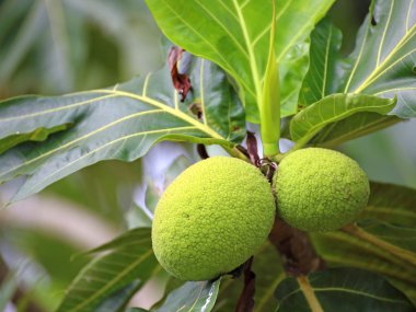 yeşil ekmek meyvesi