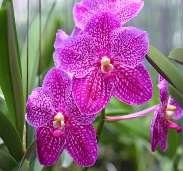 Güzel pembe orkide çiçeği — Stok fotoğraf