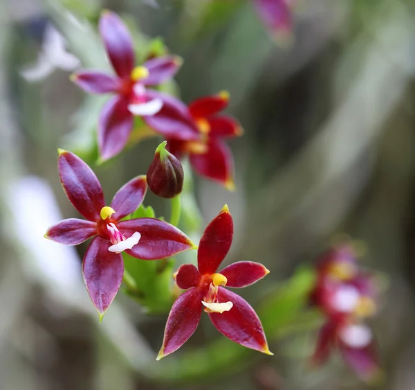 Prachtige wilde orchideeën. — Stockfoto