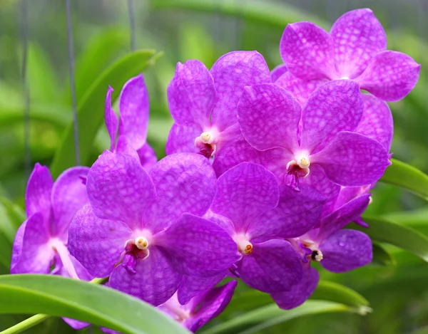 Flores de orquídea rosa — Fotografia de Stock