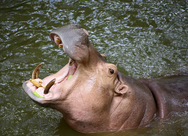 Nilpferd-Flusspferd öffnet das Maul — Stockfoto