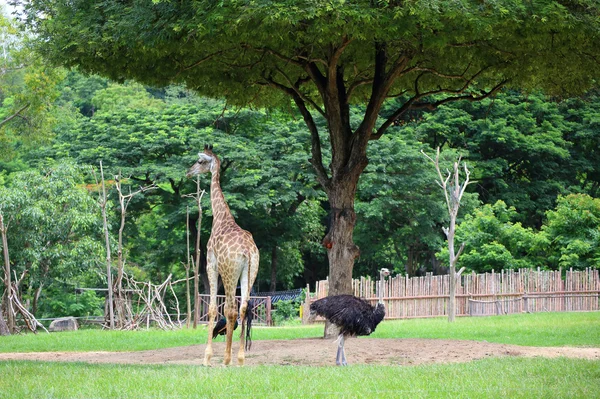 Uma girafa — Fotografia de Stock