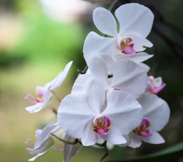 Bílá orchidej květina — Stock fotografie