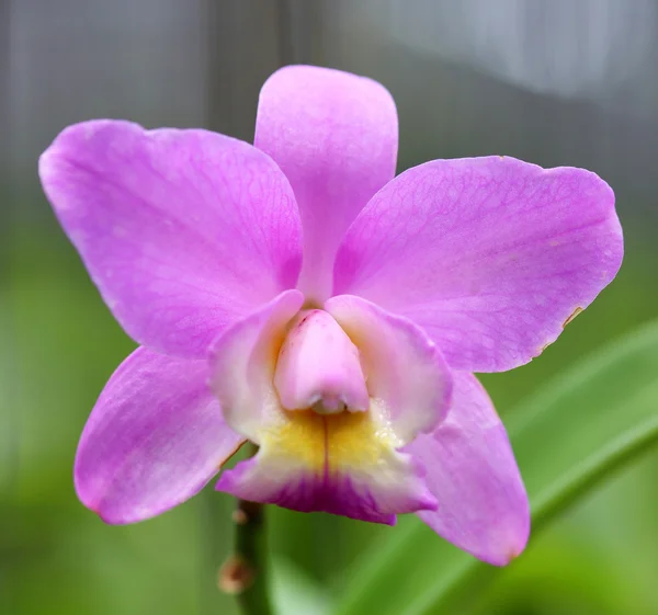 Красива рожева квітка орхідеї — стокове фото