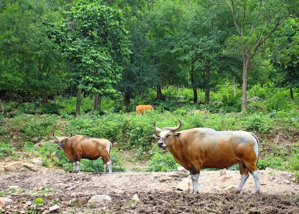 泰国雨林中的雄牛，红色公牛. — 图库照片