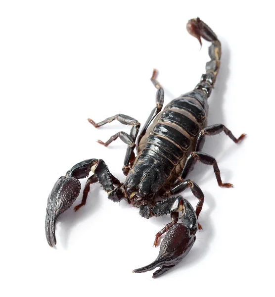 Черный скорпион на белом фоне — стоковое фото