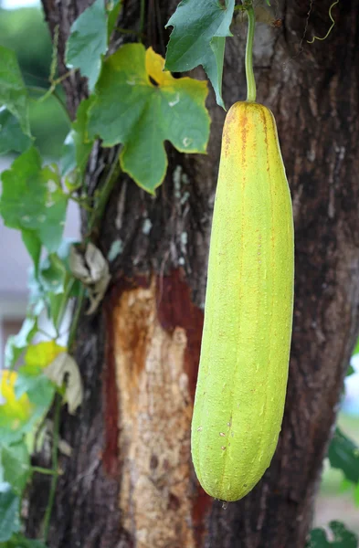 Closeup view of mature zucchini — Stock Photo, Image