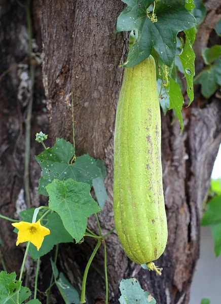 Closeup view of mature zucchini — Stock Photo, Image