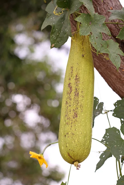 Close-up beeld van volwassen courgette — Stockfoto