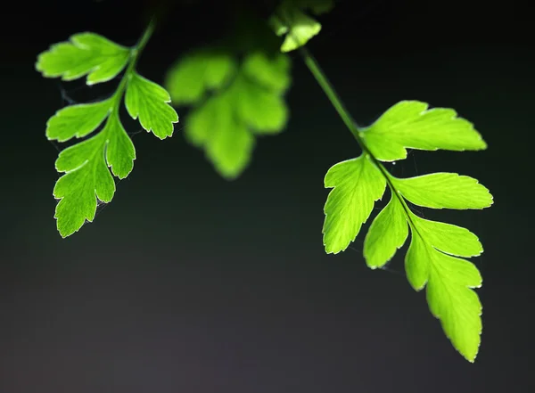 Folhas de samambaia verdes frescas — Fotografia de Stock