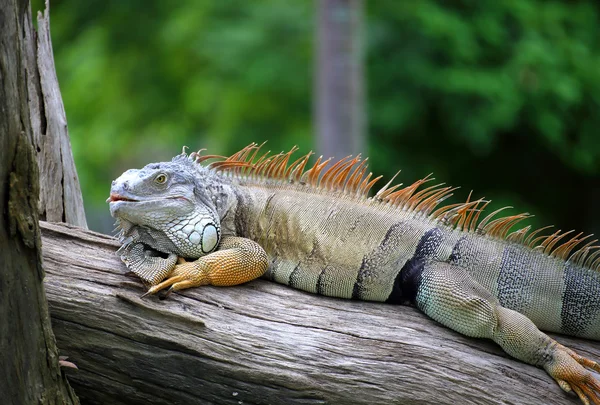 Retrato de iguana — Fotografia de Stock