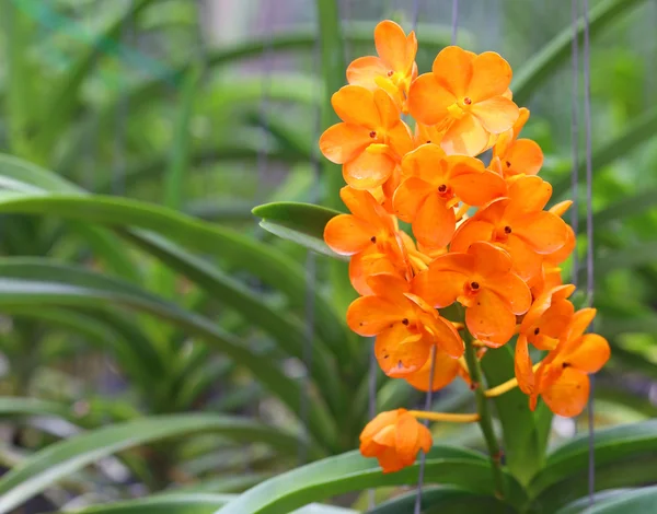 Oranje orchid — Stockfoto