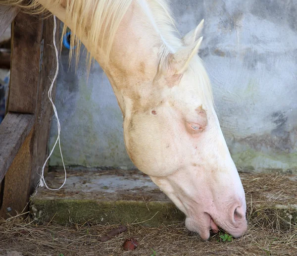 Cavallo bianco — Foto Stock