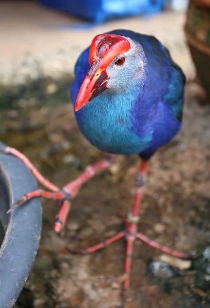 Poule d'eau — Photo