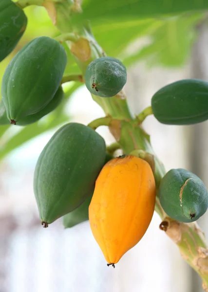 Primer plano de papaya fresca con fruta de papaya madura amarilla en árbol —  Fotos de Stock