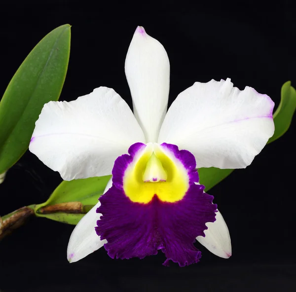 Fekete háttér fehér Cattleya orchidea — Stock Fotó