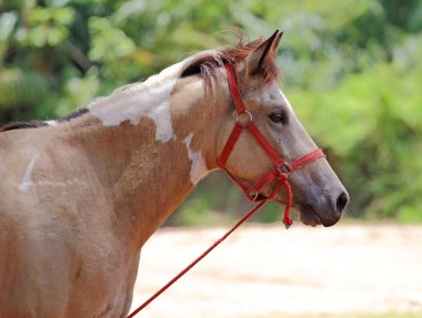 güzel kahverengi at portresi