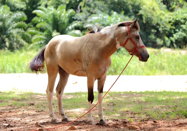 Cavallo marrone sta in un prato — Foto Stock