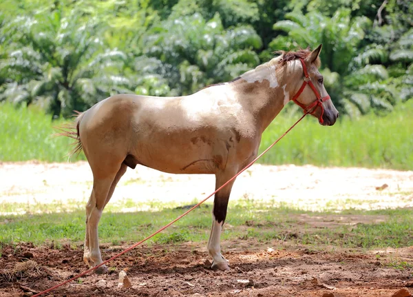 Cavallo marrone sta in un prato — Foto Stock