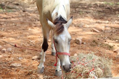 Kahverengi at saman yiyor