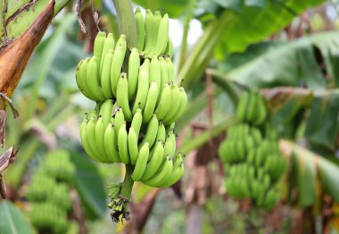 çiçekleri yeşil ve olgunlaşmamış muz ağacı üzerinde