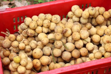 Wollongong tropikal meyve Güney Tayland